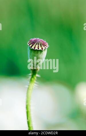 Poppy seed capsule against a green background Stock Photo