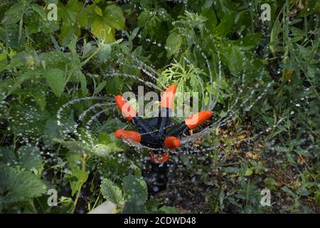 Watering strawberries with a rotating sprinkler. Watering in the garden. Stock Photo