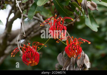 Sydney Australia, red flowers of a stenocarpus sinuatus or firewheel tree Stock Photo