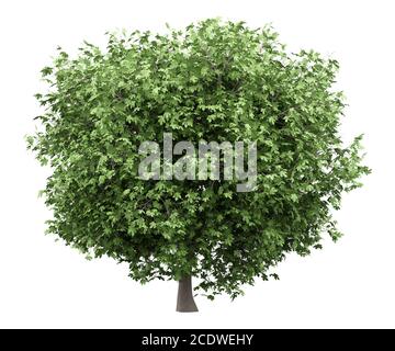 common fig tree isolated on white background Stock Photo