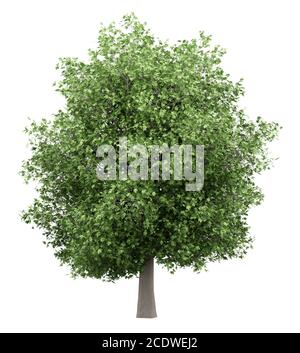 common fig tree isolated on white background Stock Photo