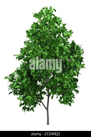 grapefruit tree isolated on white background Stock Photo