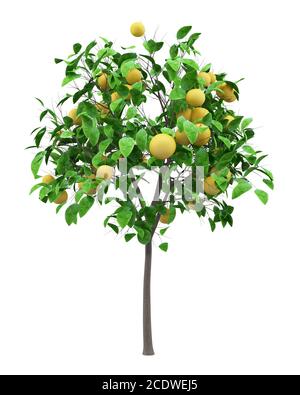 grapefruit tree with grapefruits isolated on white background Stock Photo