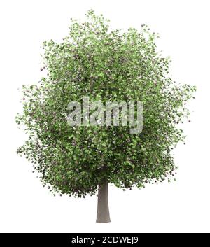 common fig tree with figs isolated on white background Stock Photo