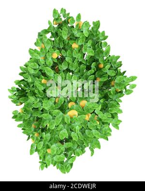 grapefruit tree with grapefruits isolated on white background. top view Stock Photo