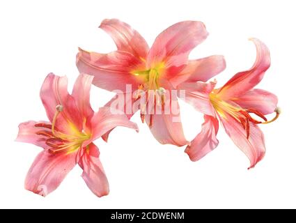 Delicate pink lily flowers close up  isolated on a white background Stock Photo