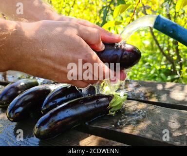 A man washes a fresh crop of eggplants under the pressure of water from a hose in the country. Vegetables lie on a wet wooden Board Stock Photo
