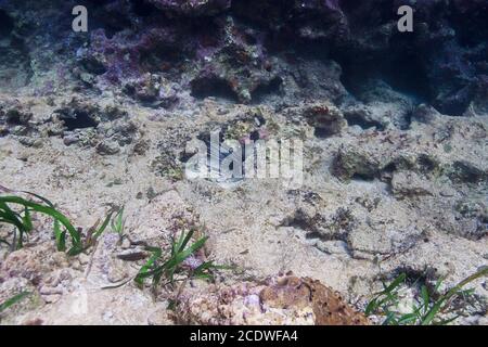 Long-spined urchin Stock Photo