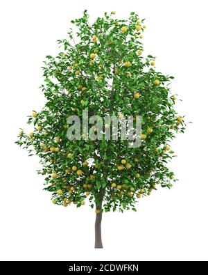 grapefruit tree with grapefruits isolated on white background Stock Photo