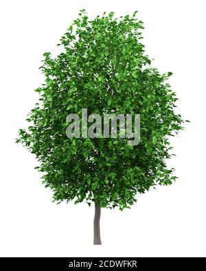 grapefruit tree isolated on white background Stock Photo