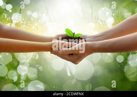 Adults Baby Hand tree environment Earth Day In the hands of trees growing seedlings. Bokeh green Background Female hand holding tree on nature field g Stock Photo