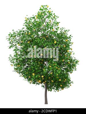 grapefruit tree with grapefruits isolated on white background Stock Photo