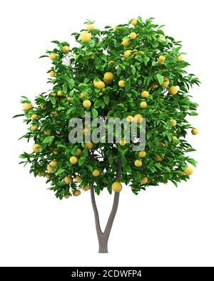 grapefruit tree with grapefruits isolated on white background Stock Photo
