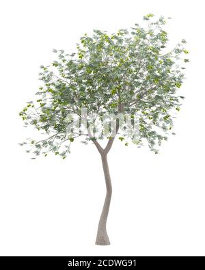 olive tree with olives isolated on white background Stock Photo