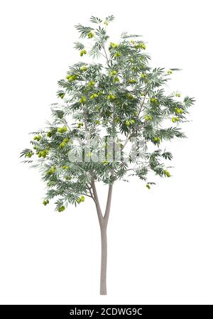 olive tree with olives isolated on white background Stock Photo