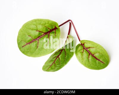 Fresh microgreen sorrel leaves. Red veined sorrel. Stock Photo