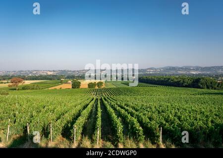 Nice vineyard in Tuscany, Italy Stock Photo