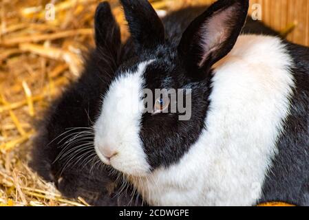 Black and white bunny looking at the camera Stock Photo