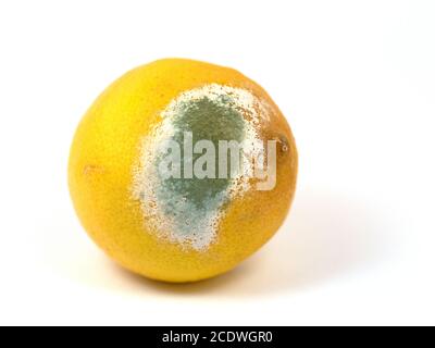 Mold on lemons, close up Stock Photo