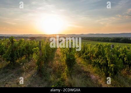 Nice vineyard in Tuscany, Italy Stock Photo