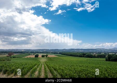 Nice vineyard in Tuscany, Italy Stock Photo