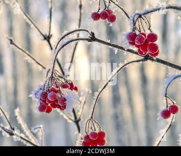 Viburnum branch with red berries hoarfrost covered close up Stock Photo