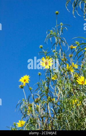 Helianthus salicifolius Willow-Leaved Sunflower Stock Photo