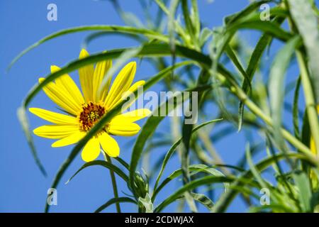 Helianthus salicifolius Willow-Leaved Sunflower Stock Photo