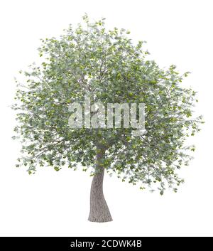 olive tree with olives isolated on white background Stock Photo