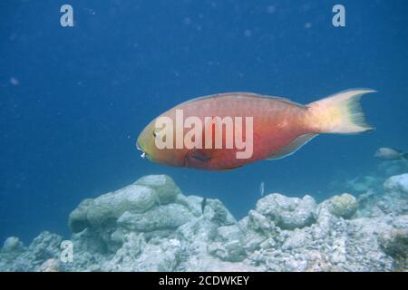 Beautiful colorful coral garden in the Maldives with a parrot fish Stock Photo