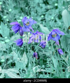Beautiful blue wildflowers Aquilegia glandulosa close up Stock Photo