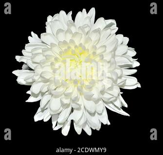 Single white chrysanthemum flower close up, isolated on a black background Stock Photo