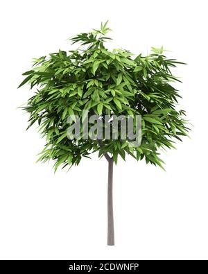 mango tree isolated on white background Stock Photo