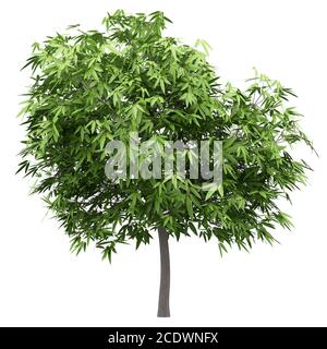 mango tree isolated on white background Stock Photo
