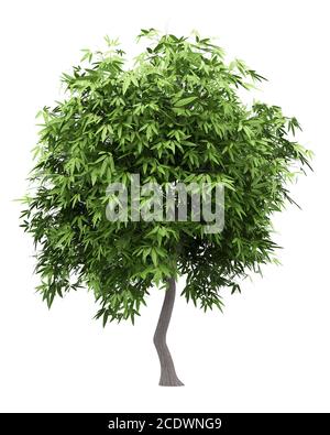 mango tree isolated on white background Stock Photo