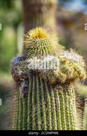 Mexican cactus Neobuxbaumia polylopha Stock Photo