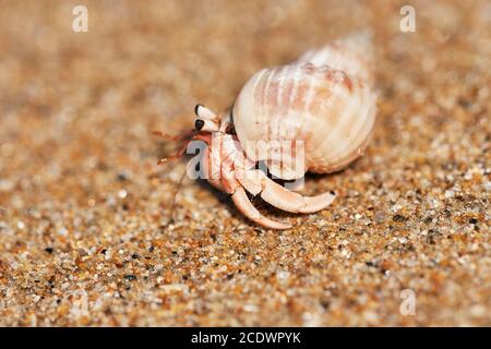 Hermit crab walks on sandy beach Stock Photo