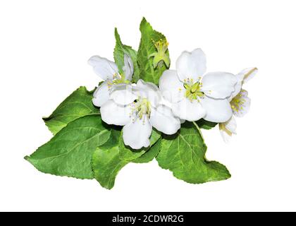 Blooming apple tree branch on a white background isolated Stock Photo