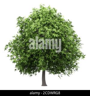 mango tree isolated on white background Stock Photo