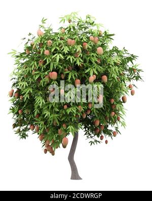 mango tree with mango fruits isolated on white background Stock Photo