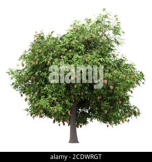 mango tree with mango fruits isolated on white background Stock Photo