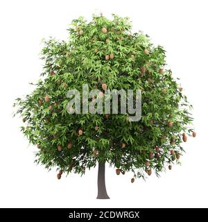 mango tree with mango fruits isolated on white background Stock Photo