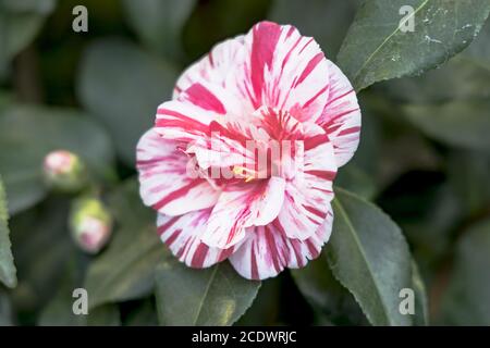 Red White Camellia japonica L. 'Ezo - Nishiki' Stock Photo