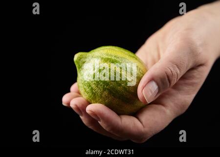Variegated pink lemon or pink-fleshed Eureka lemon with green-striped rind, fresh citrus fruit in female hand on black background Stock Photo
