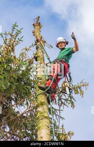 European arborist climbing in top of fir tree Stock Photo