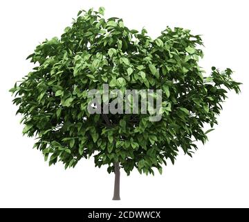 pomelo tree isolated on white background Stock Photo