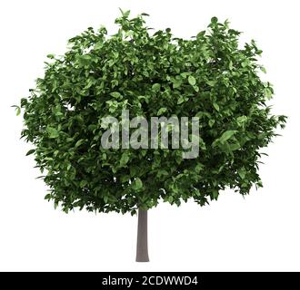 pomelo tree isolated on white background Stock Photo