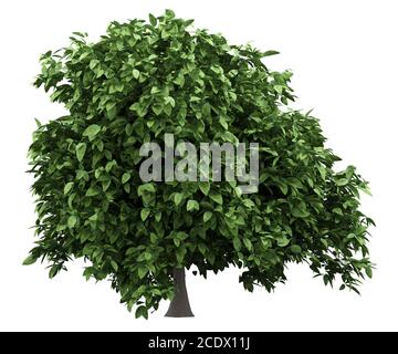 pomelo tree isolated on white background Stock Photo