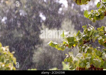 summer rainstorm. water drops on tree leaves Stock Photo