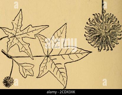 . The book of woodcraft . 436 The Book of Woodcraft Sweet Gum, Star-Leaved or Red Gum, Bilsted, Alli-gator Tree or Liquidambar {Liquidambar Styraciflua) A tall tree up to 150 feet high of low, moist woods, re-markable for the corky ridges on its bark, and the unsplit-able nature, of its weak, warping, perishable timber.. Heart-wood reddish brown, sap white; heavy, weighing37 lbs. to cubic foot. Leaves 3 to 5 inches long. Mass. toMo. and south to Gulf. Sycamore, Plane Tree, Buttonball or Buttonwood {Plataniis occidentalis) One of the largest of our trees; up to 140 feet high; com-monly hollow. Stock Photo